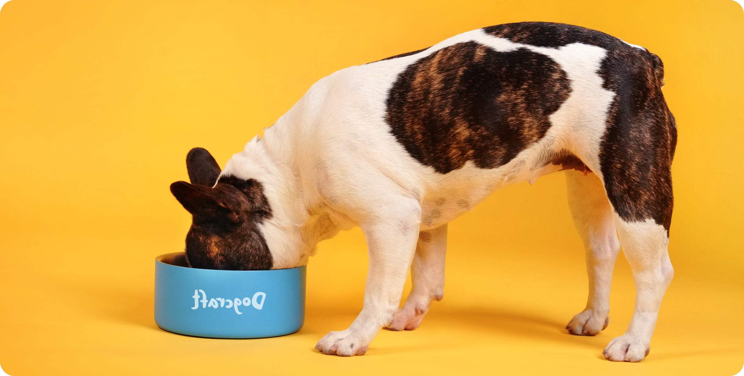 Della’s journey with Dogcraft